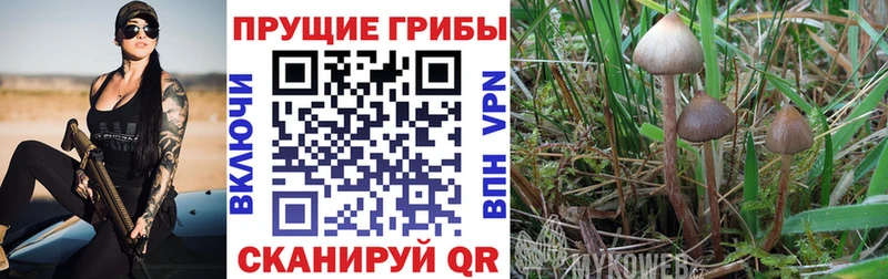 Галлюциногенные грибы MAGIC MUSHROOMS мориарти состав Барыш